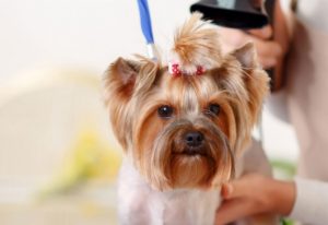 Clínica veterinária no Xaxim em Curitiba