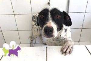 Banho e tosa Pet no Xaxim em Curitiba