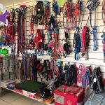Cirurgias pet no Xaxim em Curitiba